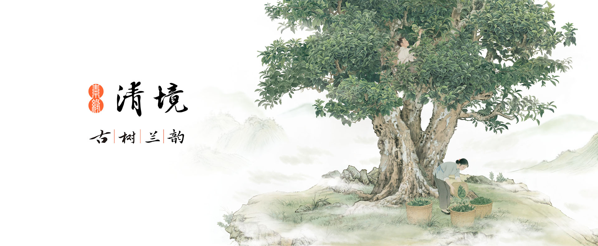 清境古树兰韵